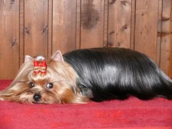  ZVEZDA AL'BIONA ZHOZEFINA — Labaza DogPedigree YorkshireTerrier